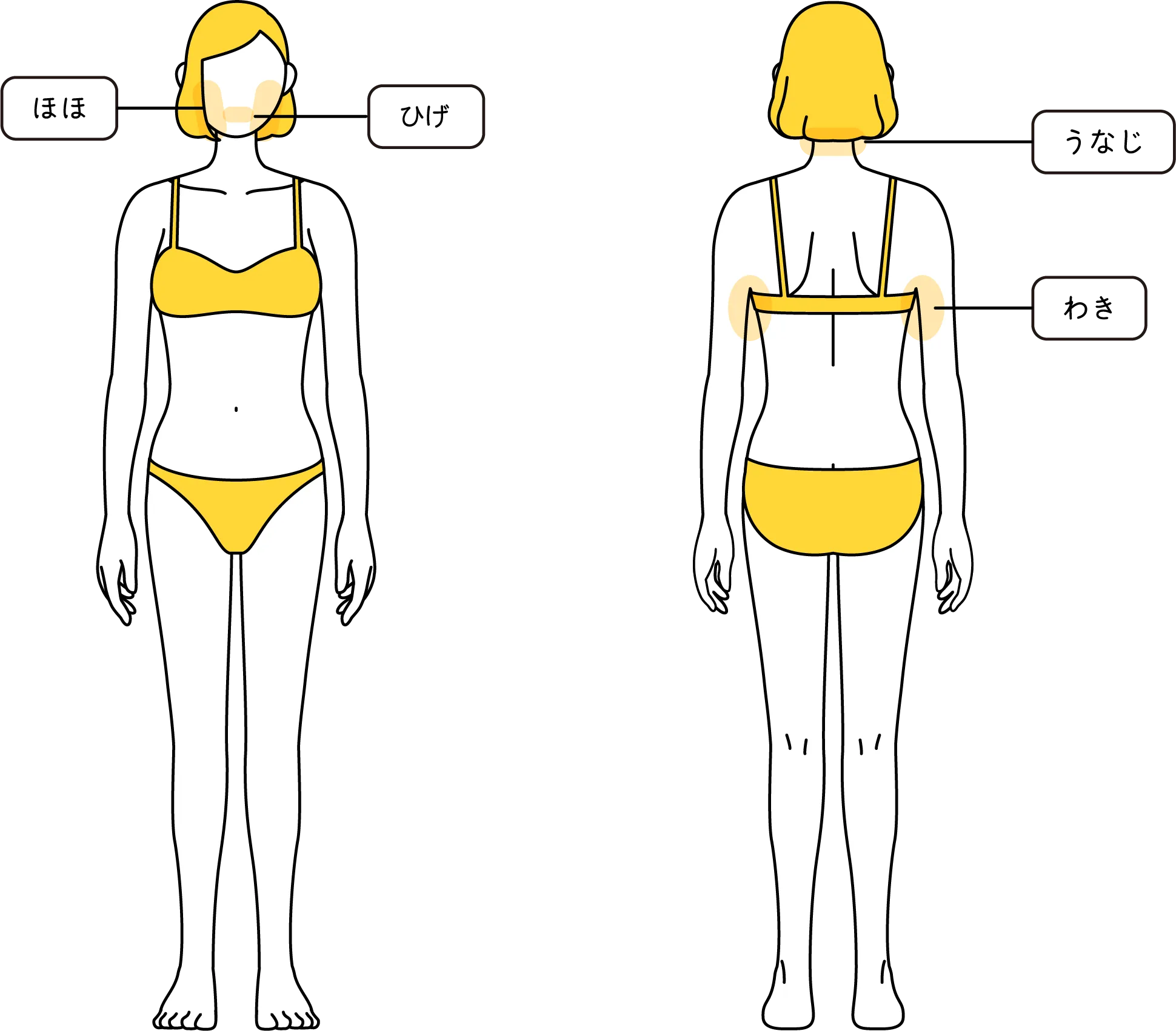 体の対象部位に色が塗られているイラスト